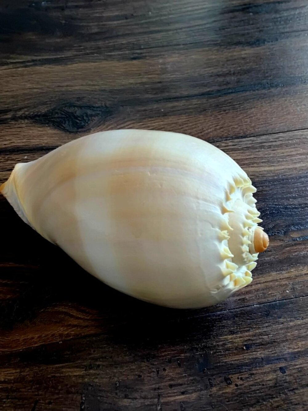 Large Crowned Baler Sea Shell ( Melo Genus ) 8" x 5" - Picture 2 of 6